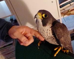 Falco1