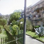Montariello prima del taglio 