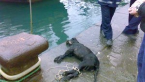 cane-acqua