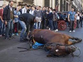 Il cavallo morto in strada a Roma