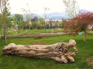 albero-rubato-santa-lucia-3