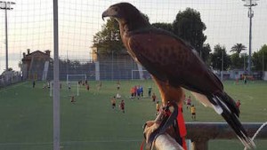 atletico-sorrento-femminile