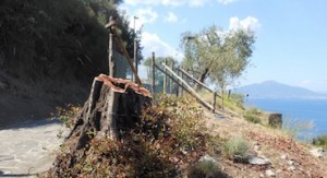 carrubo-capodimonte-2