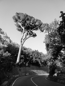 pino-amalfitana-11