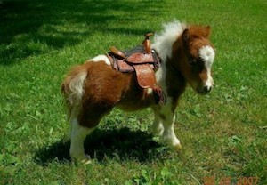 mini-pony