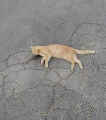 gatti-morti-marina-del-cantone
