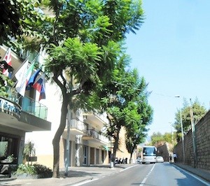 alberi-corso-italia-56