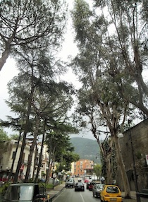 alberi-da-tagliare-sorrento-1