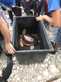 tartaruga-liberata-7-maggio-2018-2