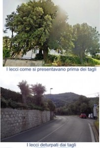 alberi-tagliati-villa-sabrina-1