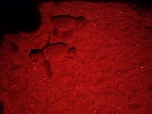 tartarughe-spiaggia-meta-1