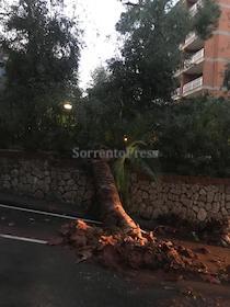 palma-caduta-sorrento-21119-1