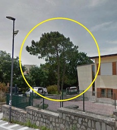 taglio-alberi-scuola-colli-1