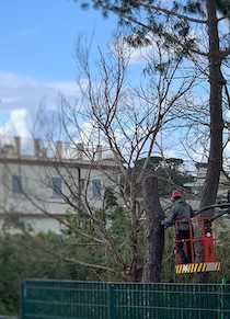 taglio-alberi-scuola-colli