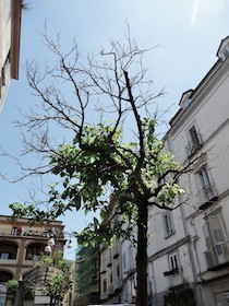 aranci-avvelenati-piano-di-sorrento