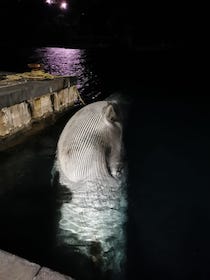 balena-morta-sorrento-2