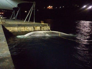 balena-morta-sorrento