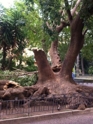 Piazza Lauro, cade albero a causa del vento, un ferito