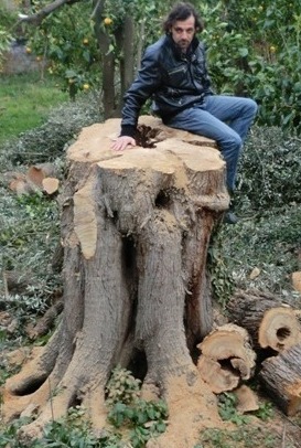 Abbattuto un ulivo di 300 anni nel giardino del museo Correale, insorge il Wwf