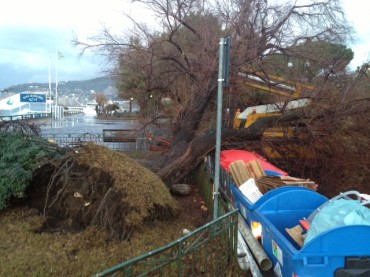 Maltempo, cade albero a Marina Piccola