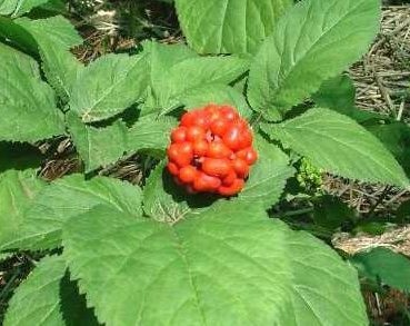 Altro che viagra, per combattere l’impotenza serve il ginseng