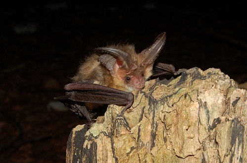 pipistrello