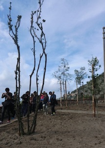 Alberi piantati nelle aiuole di Punta Scutolo, il WWF esprime soddisfazione