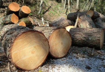 Chi sta abbattendo gli alberi del Monte Faito?