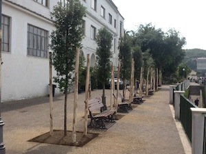 Piantati nuovi lecci nei giardini della villa comunale