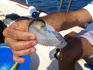 Trovato un polpo “argonauta” nelle acque di Capri