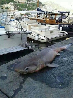 Verdesca gigante pescata ad Amalfi