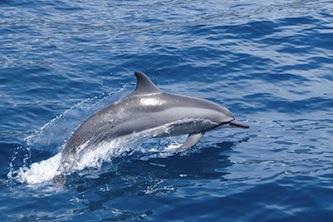 Monitoraggio delfini, l’Amp Punta Campanella cerca volontari
