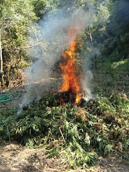 Ancora una piantagione di marijuana scoperta sul Monte Faito