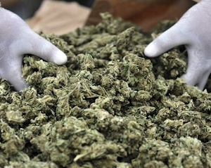 Marijuana, il business della camorra Stabiese tra Sorrento e Positano