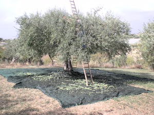 Un convengo sulla tutela dell’olio d’oliva Dop penisola sorrentina