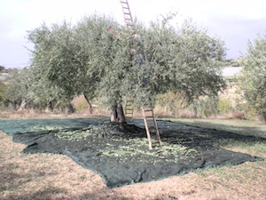 A Massa Lubrense si discute di sviluppo del territorio rurale