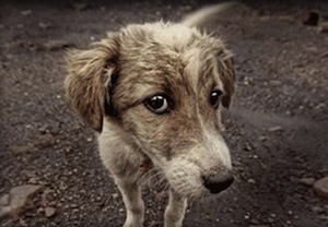 A Piano rinnovato l’accordo per la tutela dei cani randagi