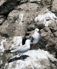 Il Gabbiano corso torna a nidificare a Punta Campanella