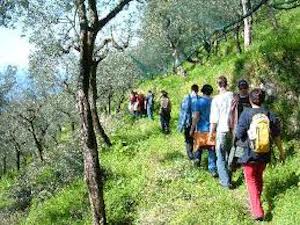 A Massa Lubrense la Camminata tra gli Olivi 2019