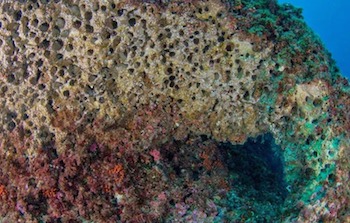 Datterai in azione nell’Area marina di Punta Campanella