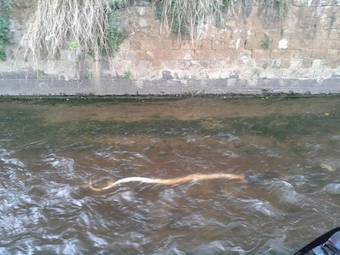 Pitone gigante ripescato in un torrente di Nocera Inferiore        -Guarda Video-