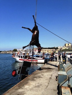 Carcassa di cavallo trovata in mare a Torre Annunziata