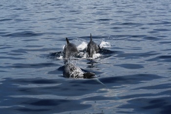 Branco di delfini avvistato tra Capri e Punta Campanella – video –