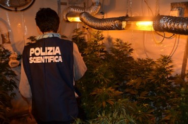 Serra di marijuana in un ex convento, sequestro della polizia – guarda video –