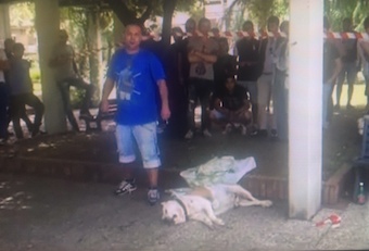 Frattamaggiore, cane sparato da una guardia giurata: la rabbia dei presenti -Guarda Video-