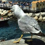 #Sorrento