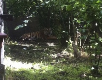 Tigre scappa dal circo, paura a San Giuseppe Vesuviano