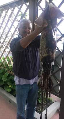 Totano gigante pescato all’ingresso del porto di Capri