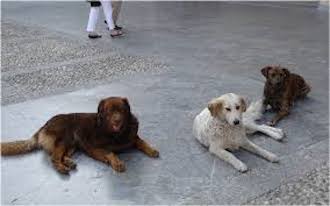 A Sant’Agnello un rifugio per i cani randagi