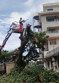 Abbattuti gli alberi nei pressi dell’ospedale di Sorrento, denuncia del Wwf